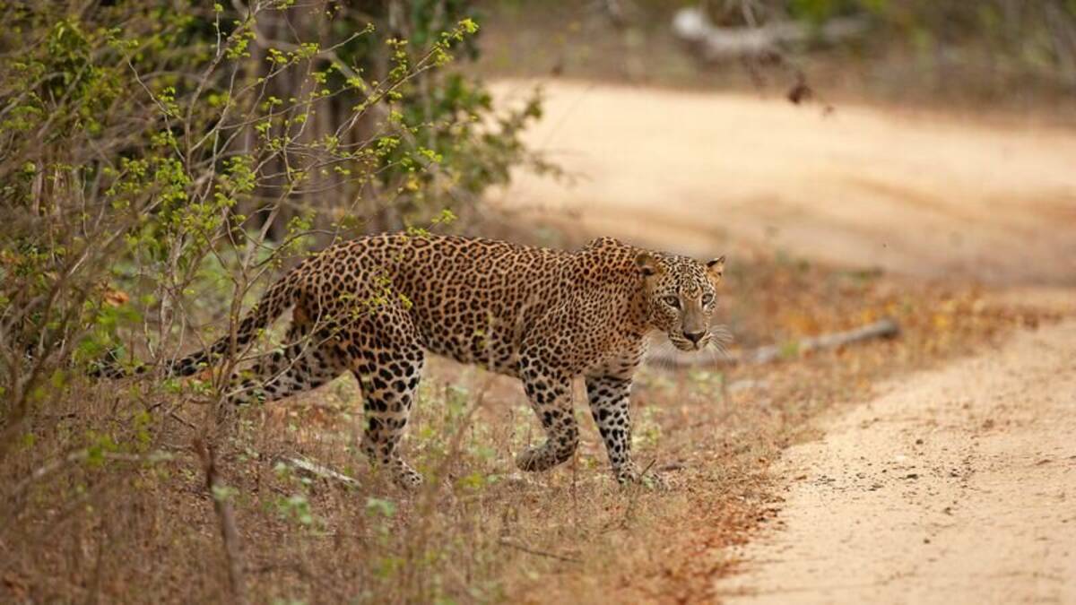 Wildlife & Nature Safari