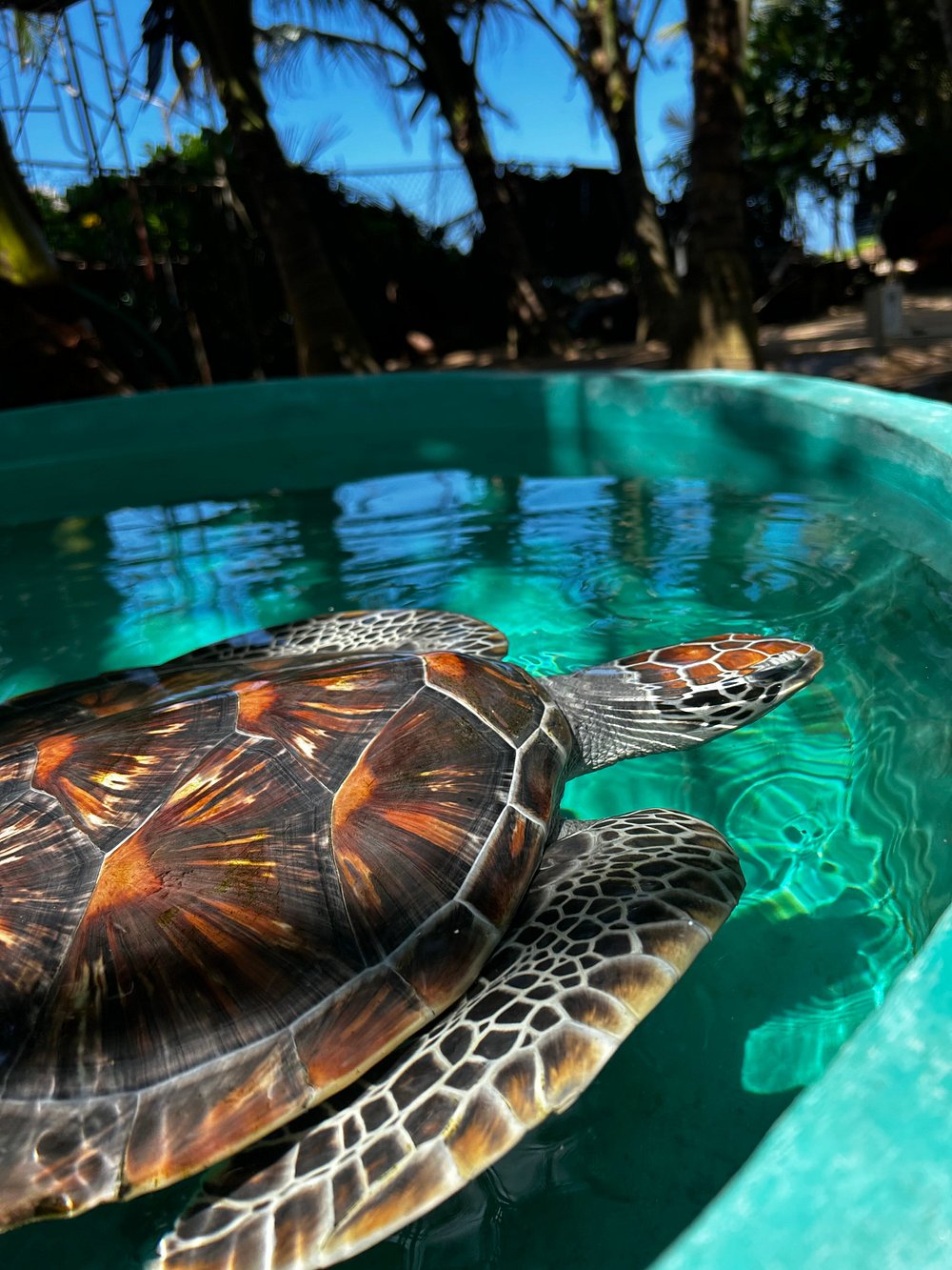 Sea Turtle Farm & Conservation