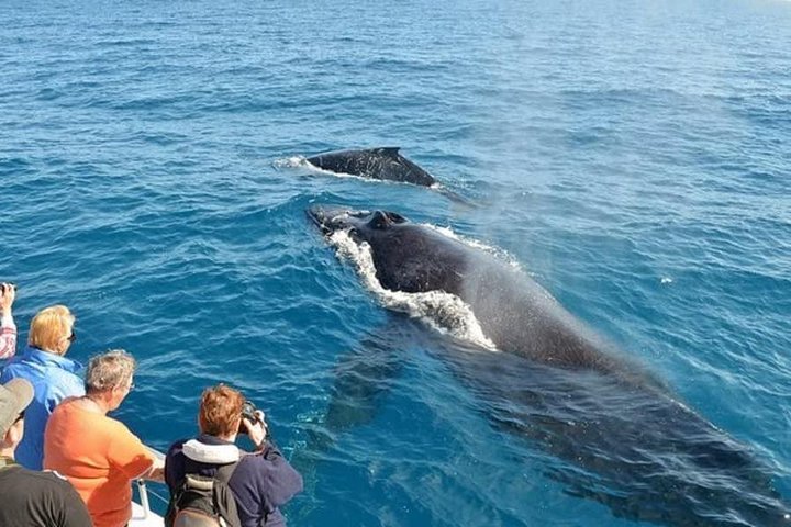Whale Watching Safari