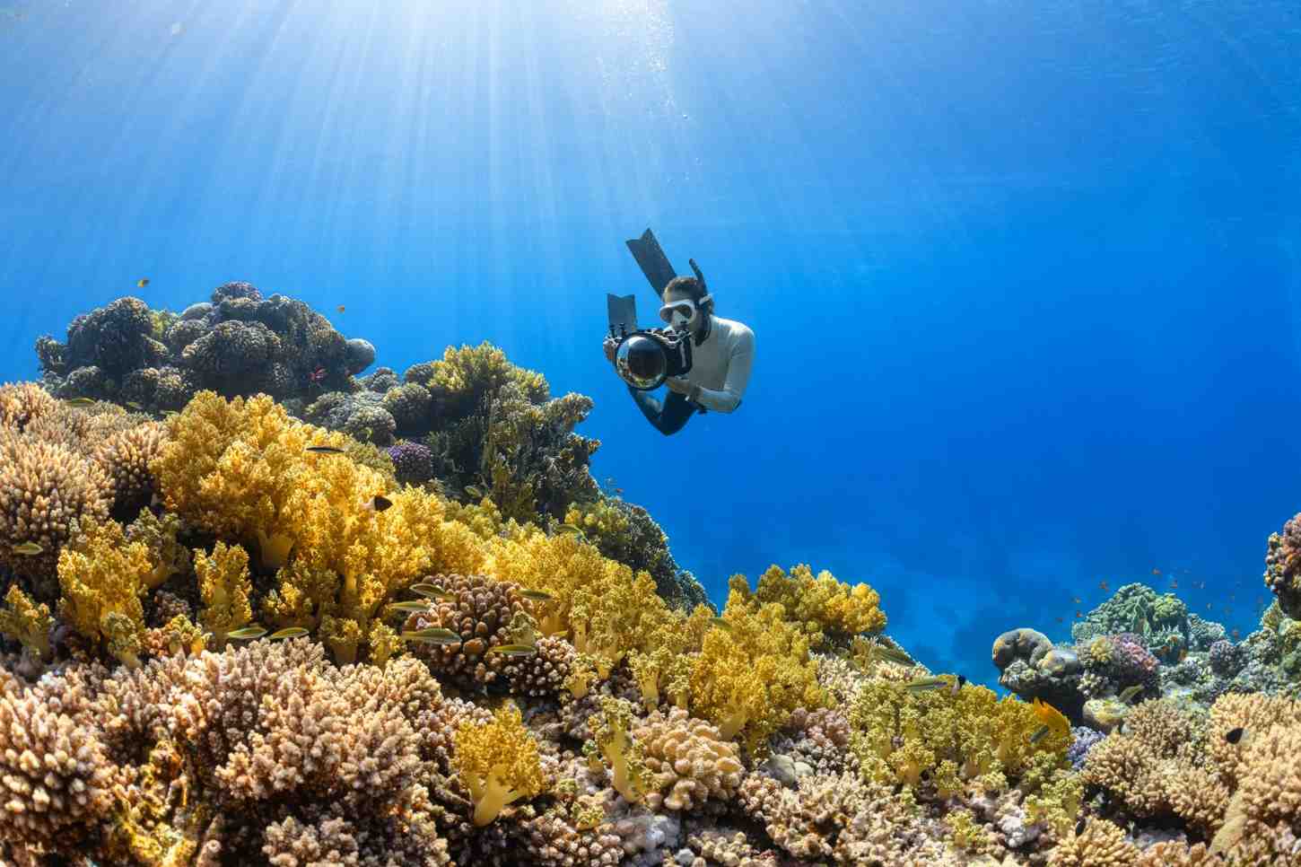 Coral Reef Snorkeling